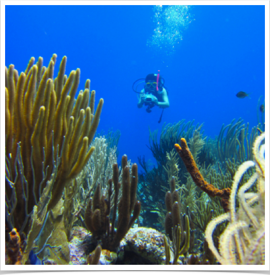 Dr. Alshuth exploring Bonaire's fringing reefs.