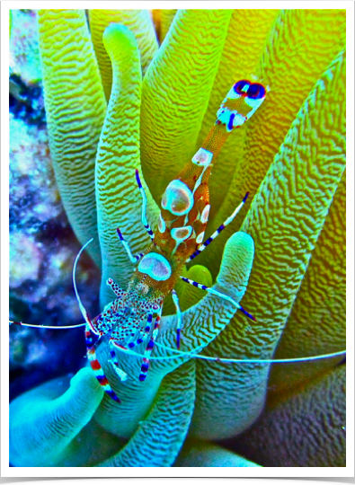 Spotted Cleaner Shrimp (Periclimenes yucatanicus) - associate with anemones.