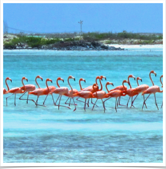 Bonaire is home to one of only four nesting grounds for the Caribbean flamingo. 