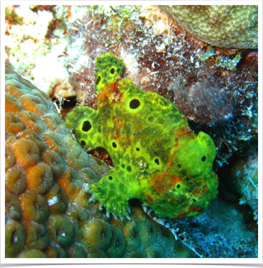 Frogfish (Antennarius multiocellatus) - can change color to blend in with surroundings. 