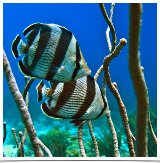 Banded Butterflyfish (Chaetodon striatus) -  common in the tropical western Atlantic Ocean and usually seen in pairs.