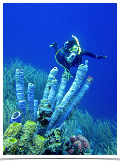 Dr. Alshuth exploring giant tube sponges - habitat and homes for many invertebrates. 