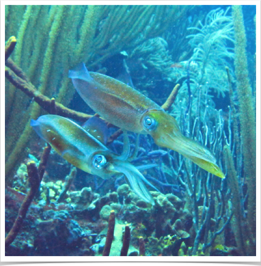 Documenting the mating of Caribbean Squid in 80 feet water depth. 