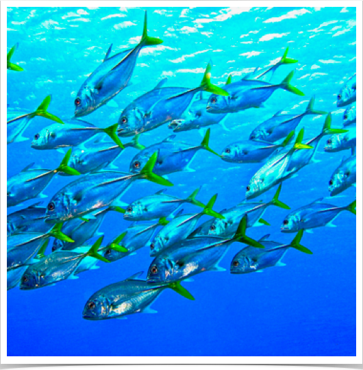School of Horse-Eye Jacks (Caranx latus) in offshore surface waters. 