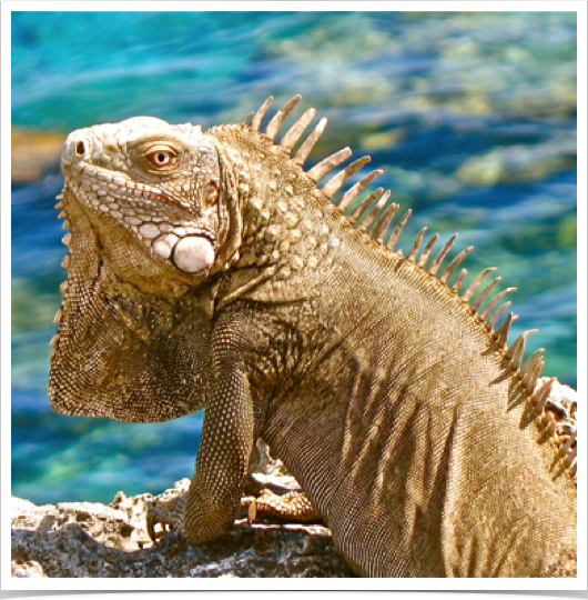 Green Iguana (Iguana iguana), - a large, arboreal, herbivorous lizard - considered an invasive species to the ABC islands.