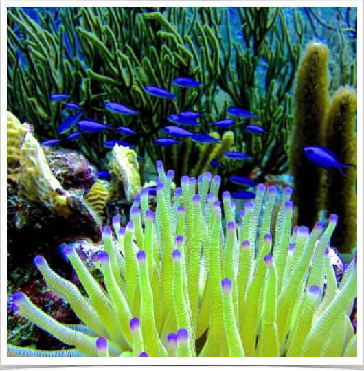 Many color varieties of anemones thrive at the reef crest and in deeper waters. 