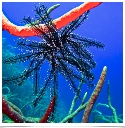 Black & White Crinoid (Nemaster grands) - attached to rope sponge on deep reef slope.