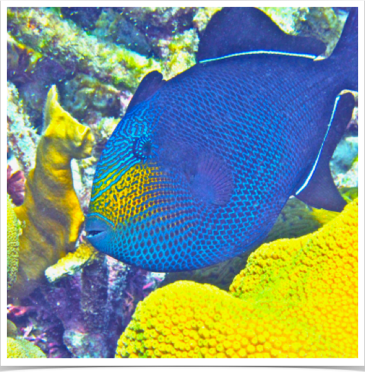 Black Durgeon (Melichthys niger) - can change color, pale or darken. 