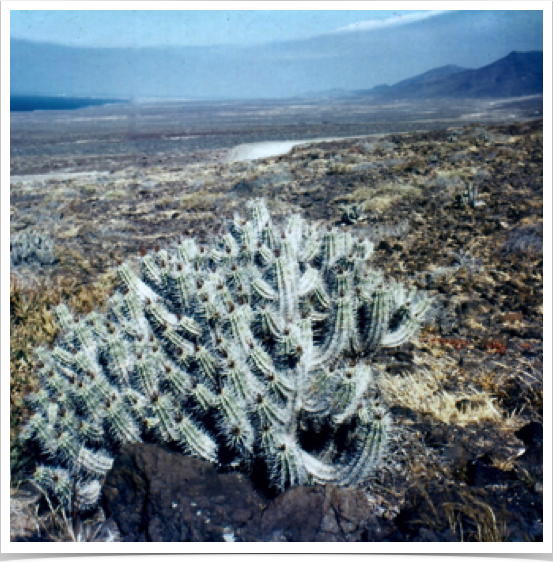 Desert landscape in Jandia, Fuerteventura -  located close to the coasts of the western Sahara.