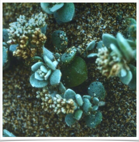 Marine xerophytes - low growing succulent plants found along Fuerteventura's shores.