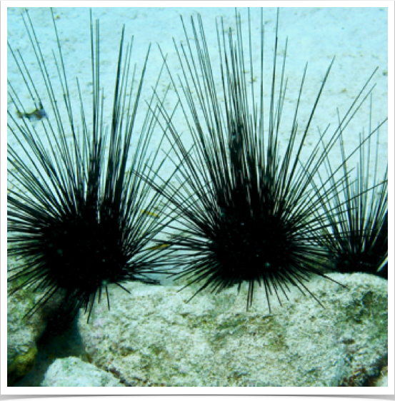 Lime urchin Diadema populations are overabundant due to overexploitation of its predators - scouring seabeds of algae.