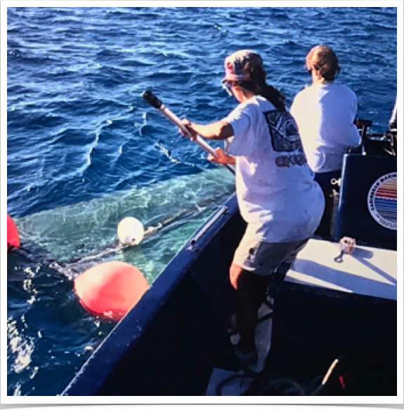 Retrieval of channel nets - for collection of tropical juvenile fish
