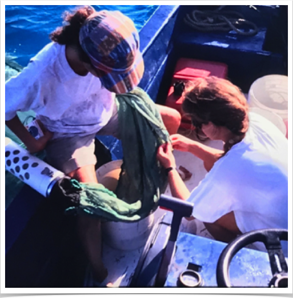 Retrieval of "cod end" - net end collection device for capture of settlement-stage reef fishes.
