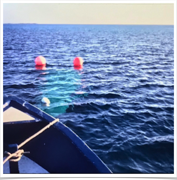 Channel Nets in Exuma Sound, Bahamas.
