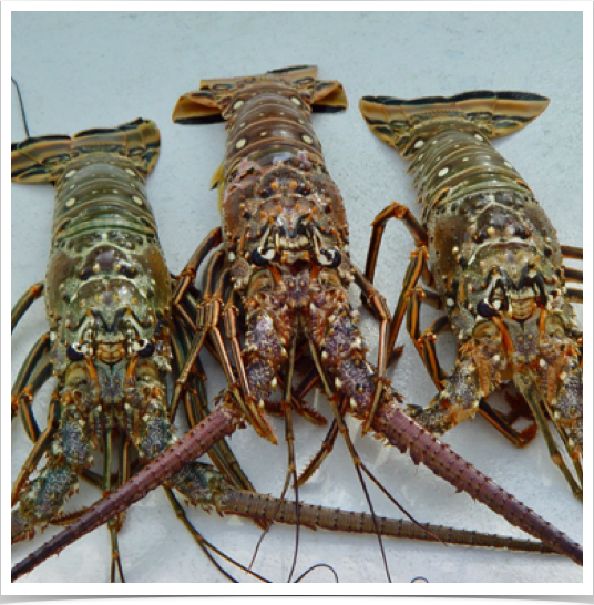 Many key commercial species—including Spiny Lobster - have been overexploited.