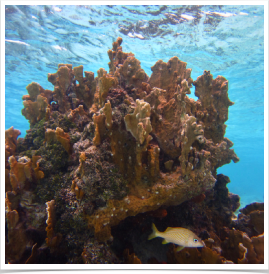 Exploring coral reefs - dominated by fire coral. Overfishing has contributed to a decline in ecosystem function. 
