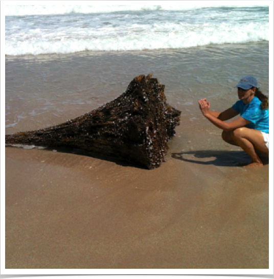 Dr. Alshuth examining an uprooted tree and its new habitat of marine sessile organisms - at Cabarete Bay beach.