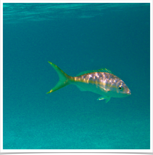 Yellowtail snapper - key commercial fisheries  species - continue to decline due to anthropogenic marine impacts.