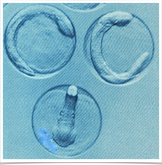 Wild collected sprat eggs used for larval growth studies