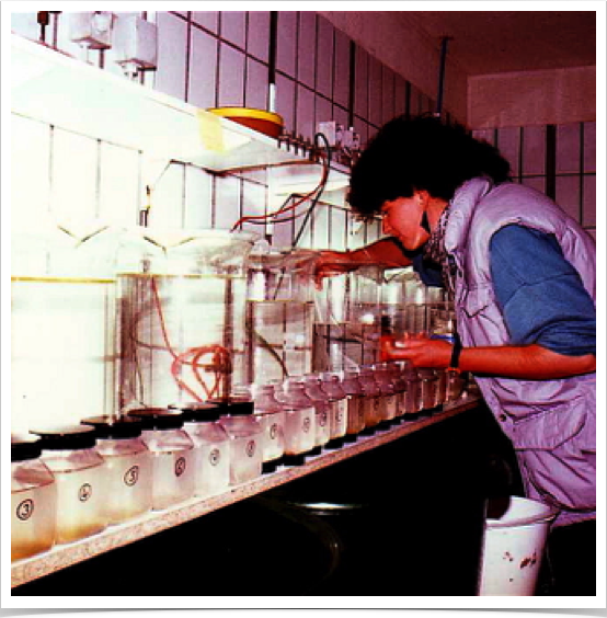 Dr. Alshuth transferred artificial fertilized sprat eggs in temperature control research lab to rear sprat larvae for otolith increment studies.
