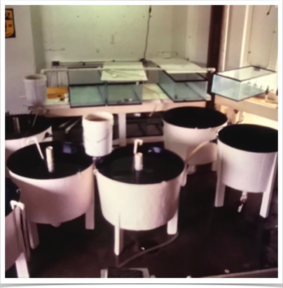 Larval spiny lobster rearing facility with continues seawater flow through tanks.

