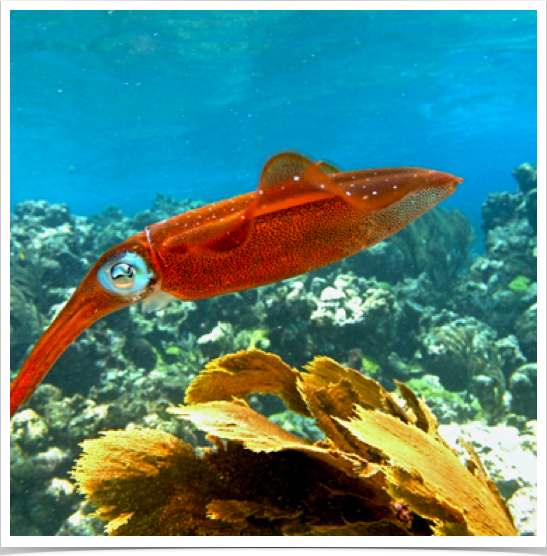 Caribbean Reef Squid (Sepioteuthis sepioidea) - communicate using a variety of color, shape, and texture changes. Caribbean Reef Squid (Sepioteuthis sepioidea) - communicate using a variety of color, shape, and texture changes.