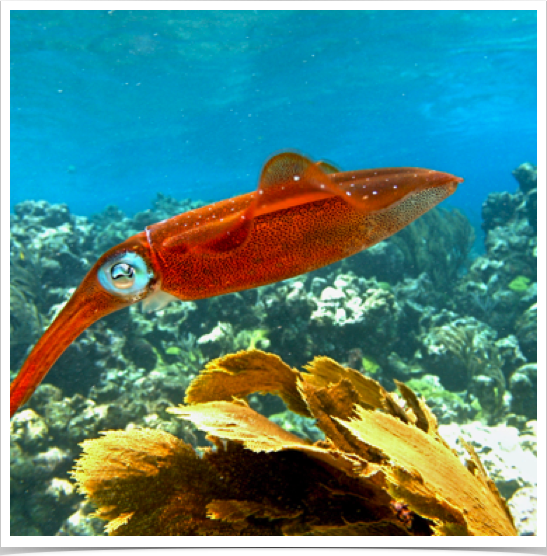 Caribbean Reef Squid (Sepioteuthis sepioidea) - communicate using a variety of color, shape, and texture changes. 
