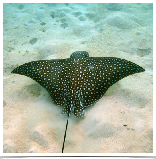 Eagle Ray scouring sand for clams and tellins - at Mayreau Gardens reef. Eagle Ray scouring sand for clams and tellins - at Mayreau Gardens reef.