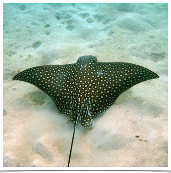 Eagle Ray scouring sand for clams and tellins - at Mayreau Gardens reef. 