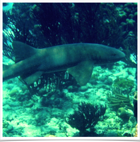 Large predators like Nurse Sharks (Ginglymostoma cirratum) are frequent visitors of Tobago Cays' Penguin Channel. Large predators like Nurse Sharks (Ginglymostoma cirratum) are frequent visitors of Tobago Cays' Penguin Channel.