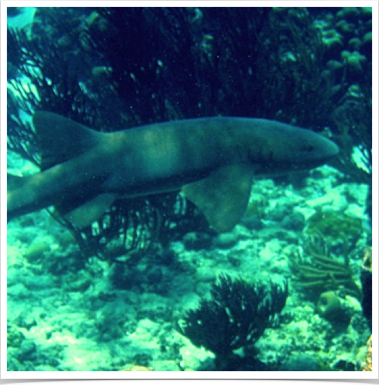 Large predators like Nurse Sharks (Ginglymostoma cirratum) are frequent visitors of Tobago Cays' Penguin Channel.