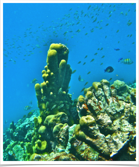 Spectacular deep water vistas with unusual Pillar Coral formations at seaward reef slope of Horseshoe Reef in Tobago Cays. Spectacular deep water vistas with unusual Pillar Coral formations at seaward reef slope of Horseshoe Reef in Tobago Cays.