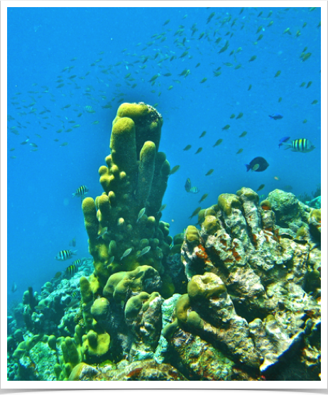 Spectacular deep water vistas with unusual Pillar Coral formations at seaward reef slope of Horseshoe Reef in Tobago Cays. 
