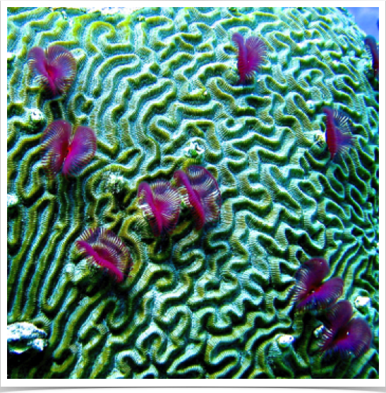 Split Crown Feather Duster Worms (Anamobaea oersted)- violet variety - on Brain Coral. Split Crown Feather Duster Worms (Anamobaea oersted)- violet variety - on Brain Coral.