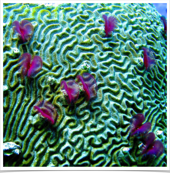 Split Crown Feather Duster Worms (Anamobaea oersted)- violet variety - on Brain Coral. 