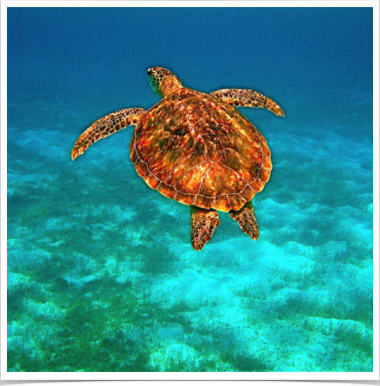 Green Sea Turtle  (Chelonia mydas) feeding in the seagrass beds near Baradal Cay. 