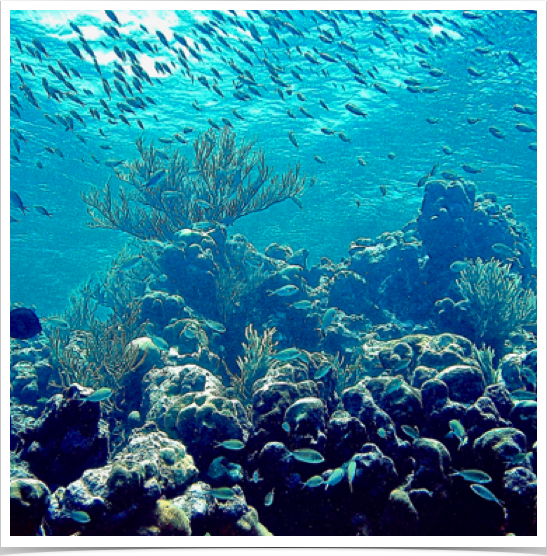 Horseshoe Reef - a major bank-barrier reef surrounds the Tobago Cays.