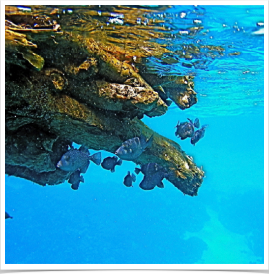An uprooted tree drifting by with a school of pelagic Spotted Oceanic Triggerfish (Canthidermis maculata) calling it home. An uprooted tree drifting by with a school of pelagic Spotted Oceanic Triggerfish (Canthidermis maculata) calling it home.