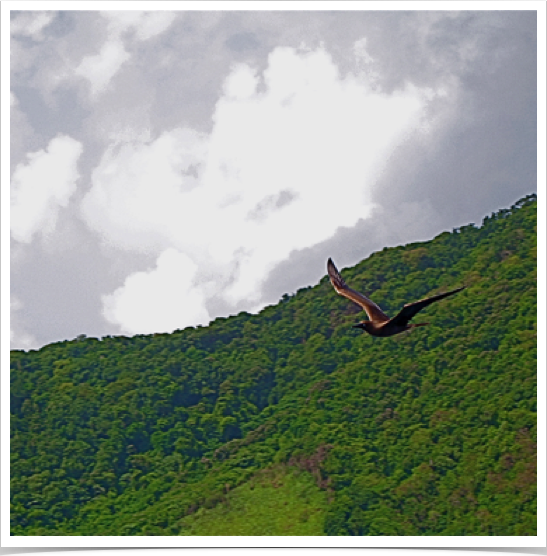 Rough seas await us on the northern passage - while tropical boobies and dolphins accompany our course. Rough seas await us on the northern passage - while tropical boobies and dolphins accompany our course.