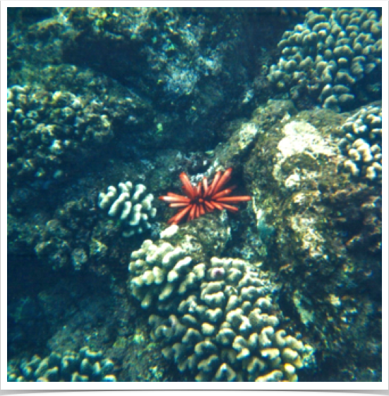 Red Pencil Urchin (Heterocentrotus mammillatus) - add characteristic color to many Hawaiian reefs.
