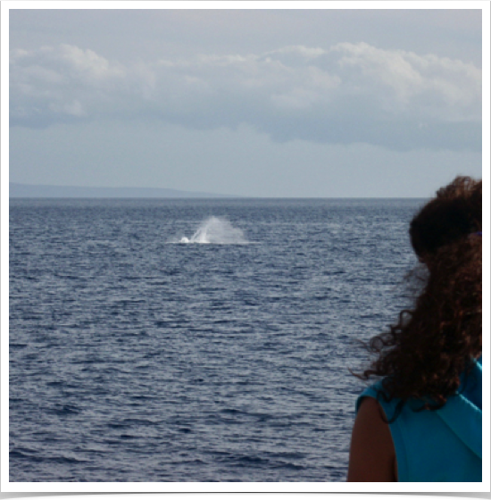 Humpback whale migration and whale watching in central Pacific.