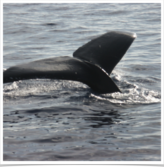 Humpback Whales (Megaptera novaeangliae) migrate from polar to tropical waters to breed and give birth.