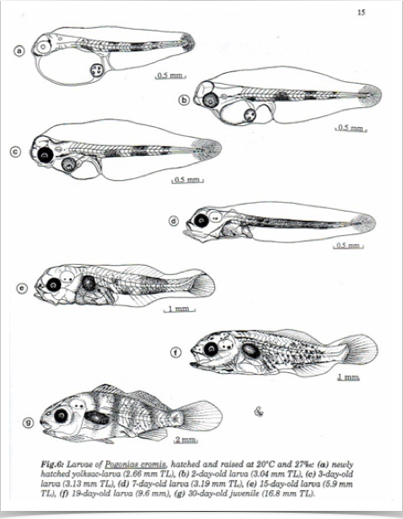 Larval development of Black Drum (Pogonias chromis) associated with oceanographic parameters - important to predict fish recruitment.