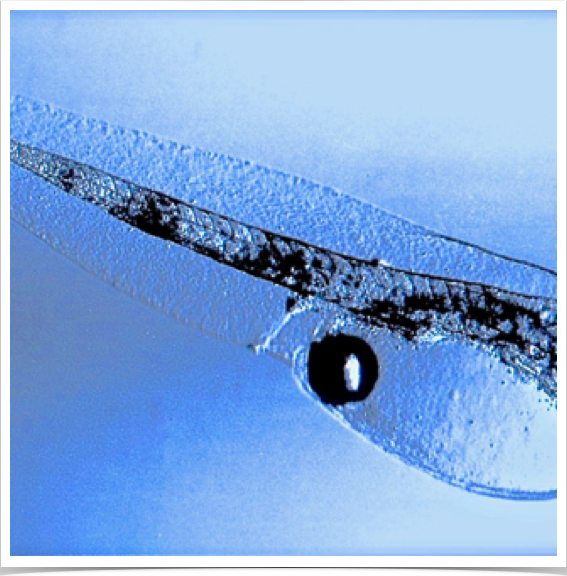 Early yolk sac larval stage of the Spotted Seatrout - Cynoscion nebulous. 