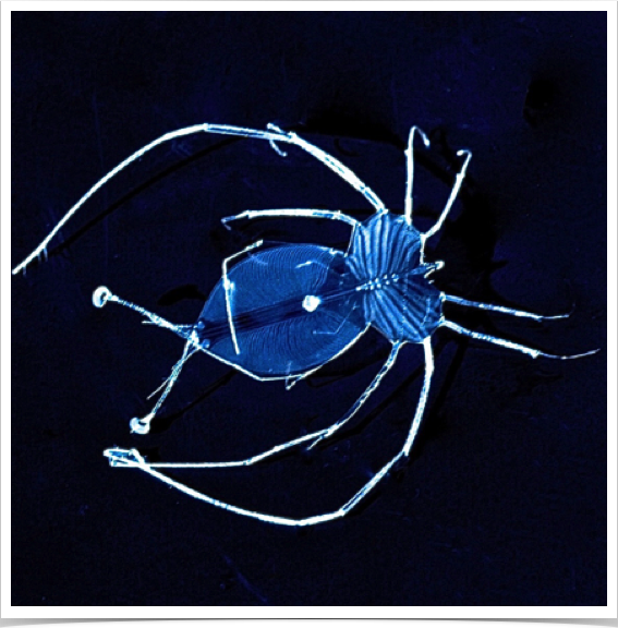 Spiny lobster phyllosoma larval stage - larviculture experiments.