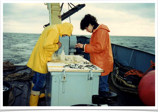 Dr. Alshuth stripping sprat for artificial fertilization of gametes