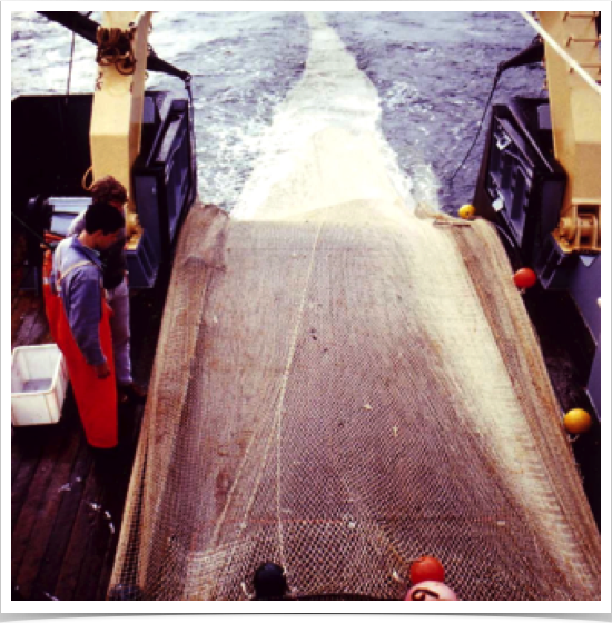 Deployment of pelagic trawl to collect  adult sprat 