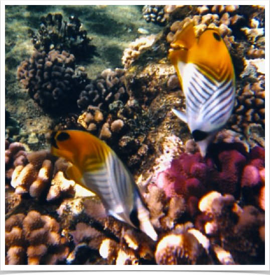 Threadfin Butterflyfish (Chaetodon auriga) - at Kenya’s coastal and outer reefs.

