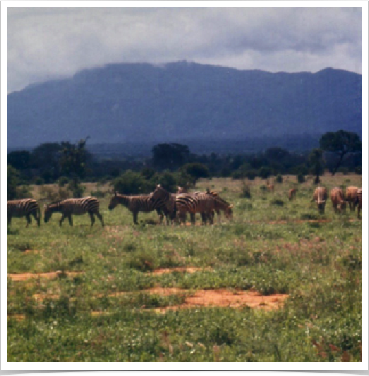 Zebras at Tsavo National Park where "Big Five" game animals - lion, leopard, buffalo, rhinoceros, and elephant - can be found.