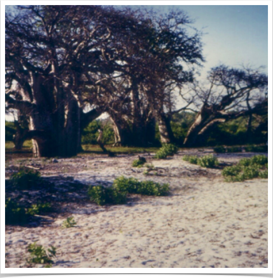 500-year old Baobab tree - at Diani Beach at the Indian Ocean, south of Mombasa.